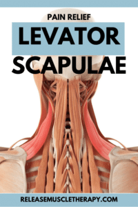 Levator Scapulae Pain Unraveling The Mystery And Finding Relief