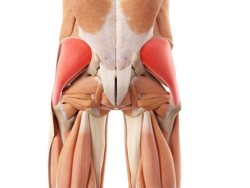 Glute Medius Muscle