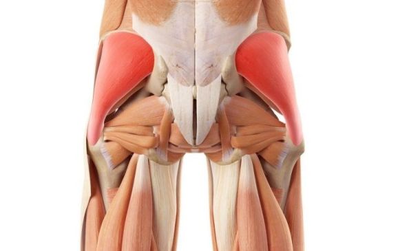 Glute Medius Muscle