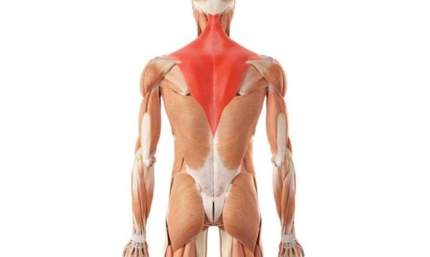 Upper Trap Stretches | Top 6 Ways To Loosen Tight Trapezius Muscles