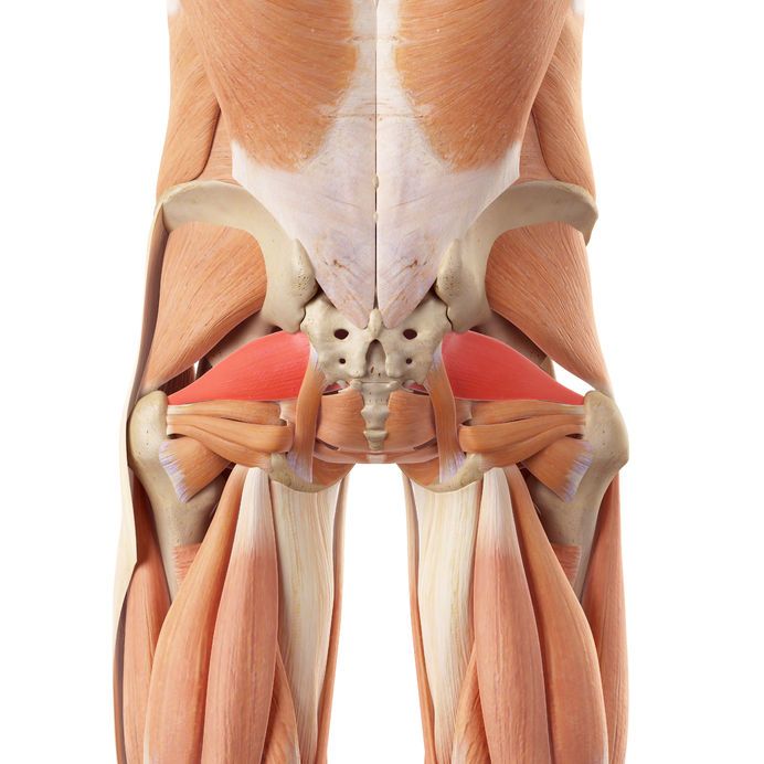 piriformis muscle