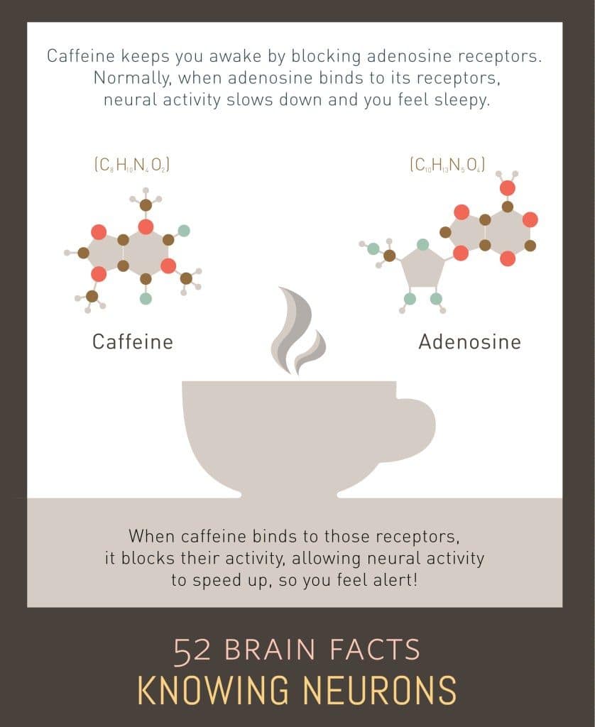 Adenosine-Caffeine-Receptor