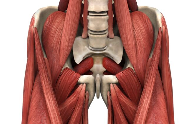 Enhancing Flexibility and Performance with Psoas Stretching and Related Techniques