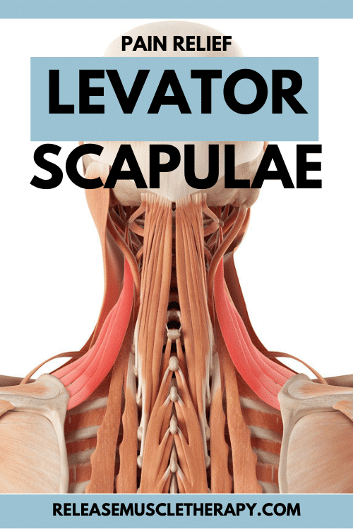 Pain-In-Levator-Scapulae-Neck