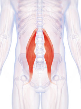 Psoas Hip Flexor Muscle Image