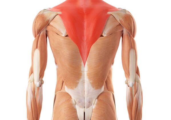 Upper Trap Stretches | Top 6 Ways To Loosen Tight Trapezius Muscles