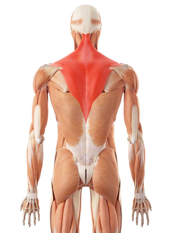 Upper Trap Stretches | Top 6 Ways To Loosen Tight Trapezius Muscles