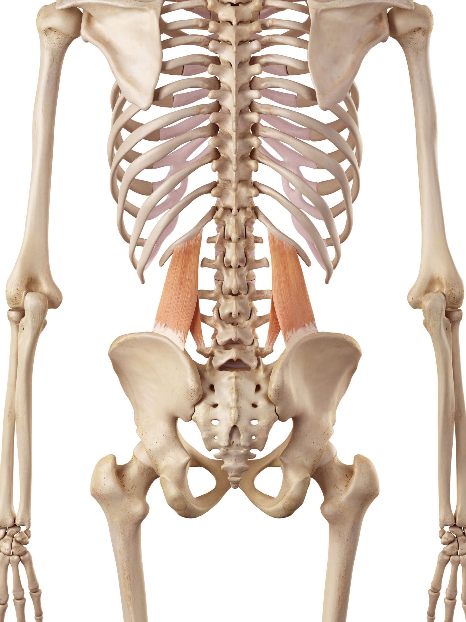 Unlocking the Secrets of Quadratus Lumborum Stretches: A Comprehensive ...