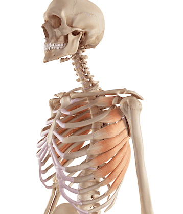 serratus-anterior-trigger-points