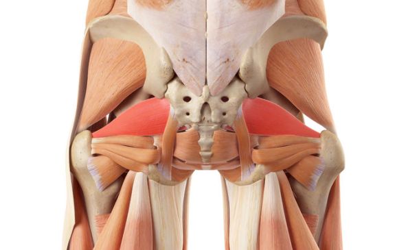 piriformis muscle